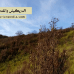 الدريكيش والقدموس