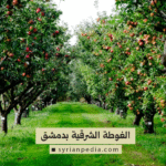 الغوطة الشرقية بدمشق