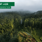 غابات الفرنلق