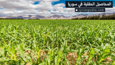 المحاصيل الحقلية في سوريا