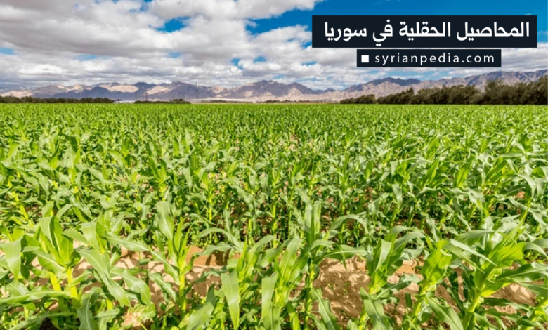 المحاصيل الحقلية في سوريا