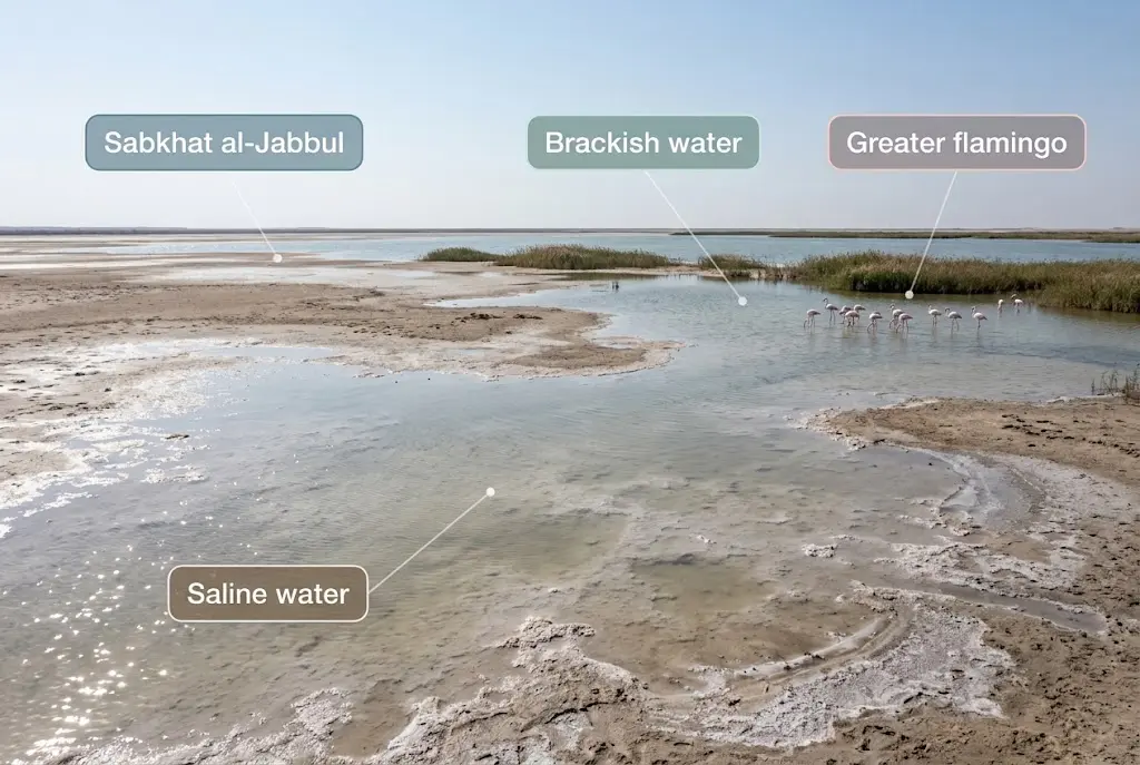 Historical-style illustration of saline and brackish water habitats and flamingos at Sabkhat al-Jabbul.