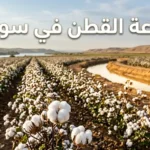 حقل قطن سوري مروي عند بدء موسم القطاف في حوض الفرات