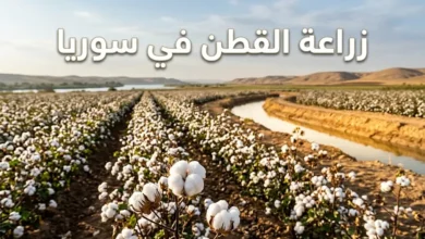 حقل قطن سوري مروي عند بدء موسم القطاف في حوض الفرات