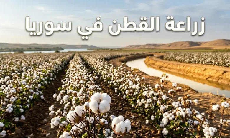 حقل قطن سوري مروي عند بدء موسم القطاف في حوض الفرات