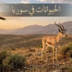 غزال الدرق في سهوب جبل عبد العزيز يمثل التنوع الحيواني في سوريا