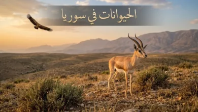 غزال الدرق في سهوب جبل عبد العزيز يمثل التنوع الحيواني في سوريا