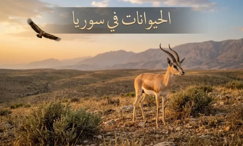 غزال الدرق في سهوب جبل عبد العزيز يمثل التنوع الحيواني في سوريا