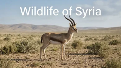A goitered gazelle in a representative Syrian steppe landscape beneath the title “Wildlife of Syria.”